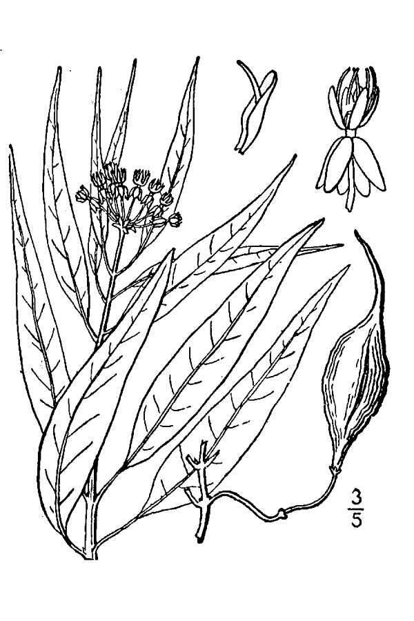 Image of aquatic milkweed