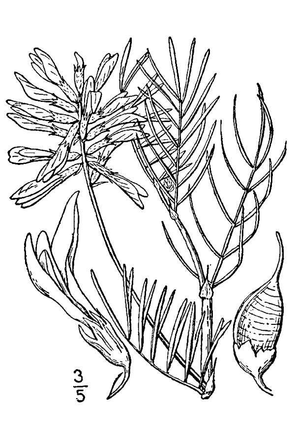 Image of narrowleaf milkvetch