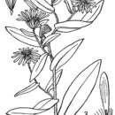 صورة Symphyotrichum foliaceum var. canbyi (A. Gray) G. L. Nesom