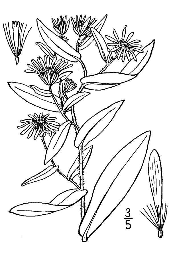 Image de Symphyotrichum foliaceum var. canbyi (A. Gray) G. L. Nesom