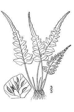 Image of lobed spleenwort