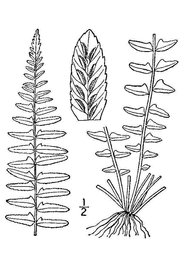 Image of ebony spleenwort
