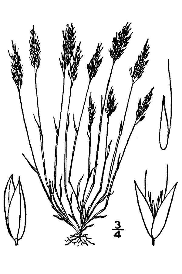 Image of early hair-grass