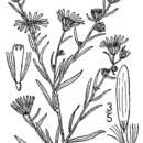 Sivun Symphyotrichum priceae (Britt.) G. L. Nesom kuva