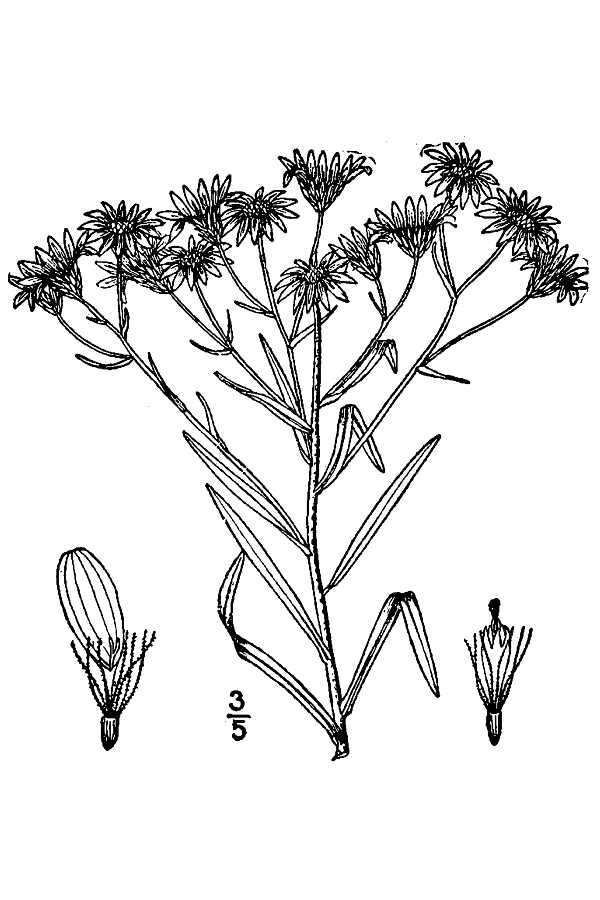 Image of prairie goldenrod