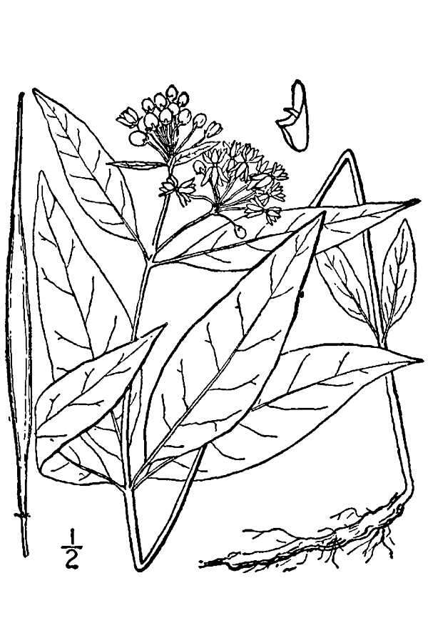 Imagem de Asclepias quadrifolia Jacq.