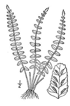 Asplenium resiliens Kunze resmi