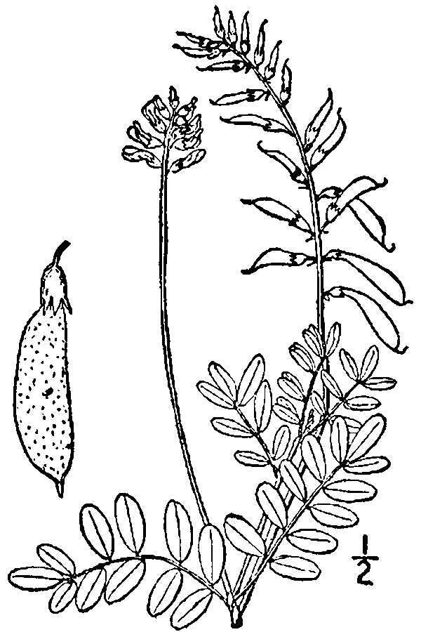 Astragalus robbinsii (Oakes) A. Gray的圖片