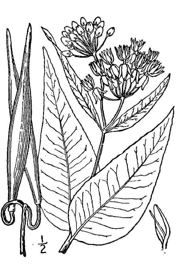 Imagem de Asclepias rubra L.