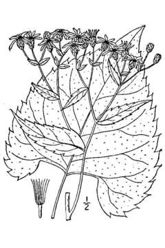 Image of Schreber's aster