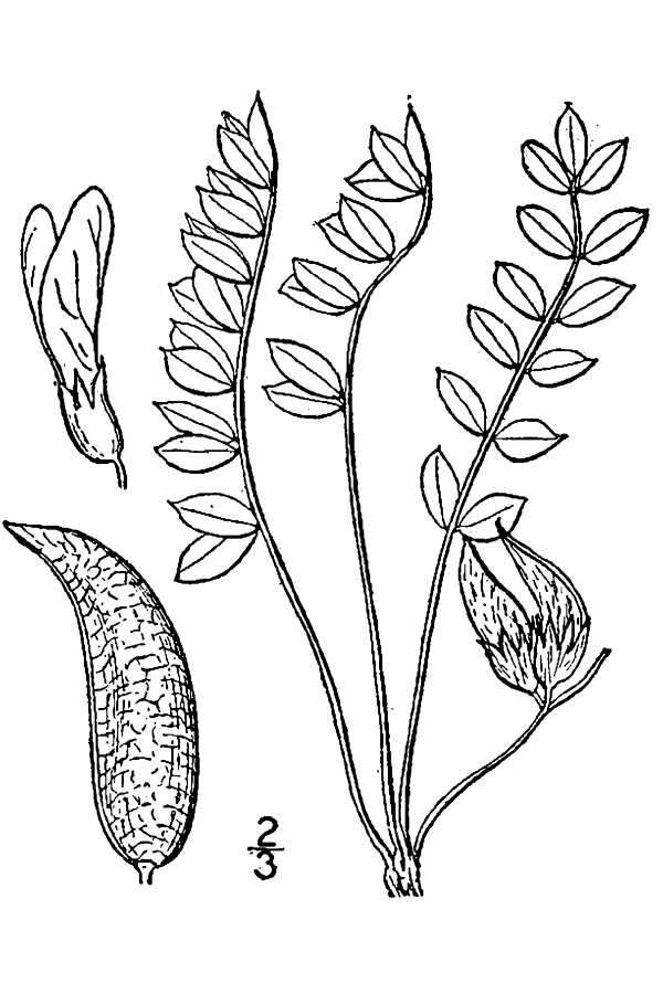 Sivun Astragalus shortianus Nutt. ex Torr. & A. Gray kuva