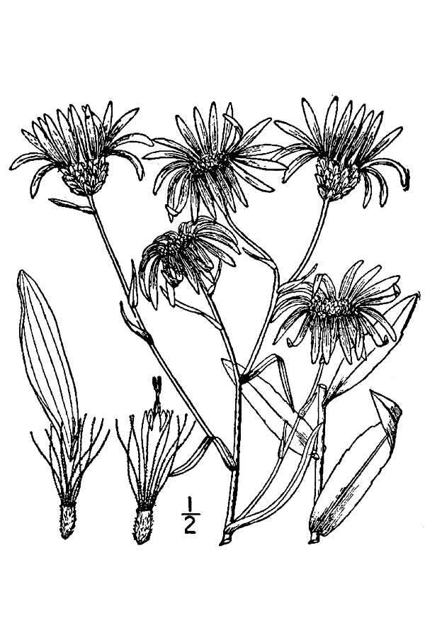 Plancia ëd Eurybia surculosa (Michx.) G. L. Nesom