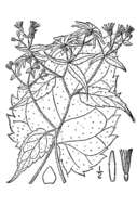Imagem de Eurybia divaricata (L.) G. L. Nesom