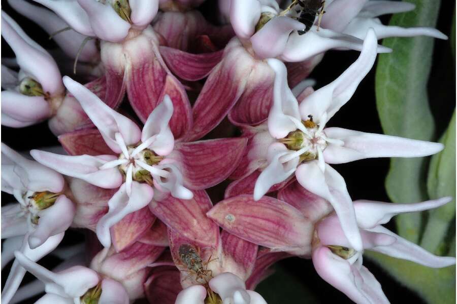 Imagem de Asclepias speciosa Torr.