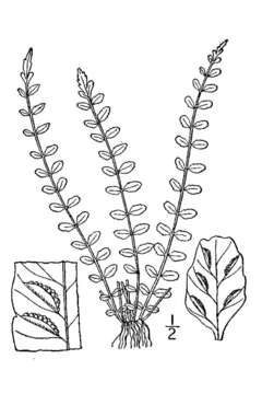 Image of maidenhair spleenwort