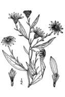 Image of smooth violet prairie aster