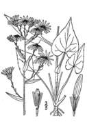 Image of wavyleaf aster