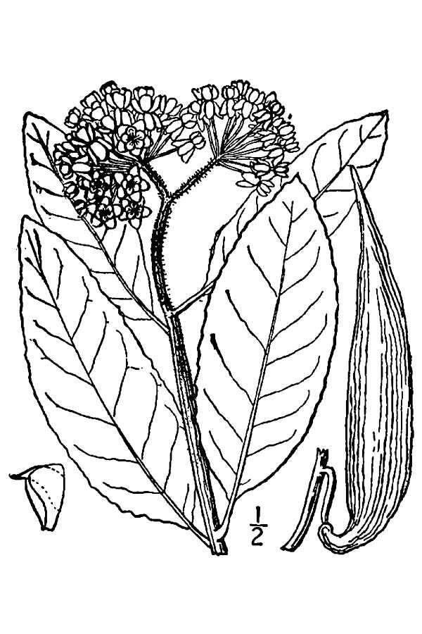 Image of redring milkweed