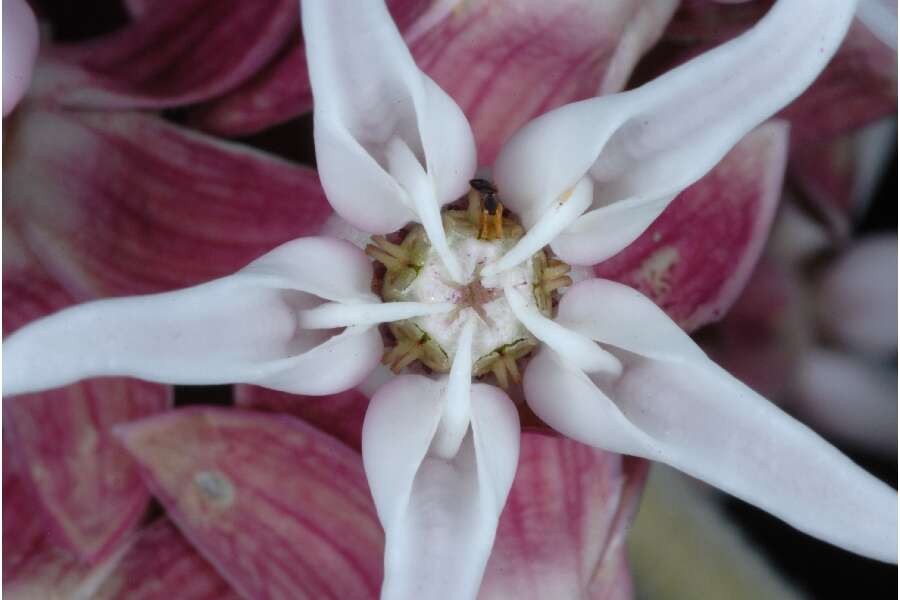 Image of showy milkweed