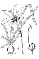 Image of Atamasco lily