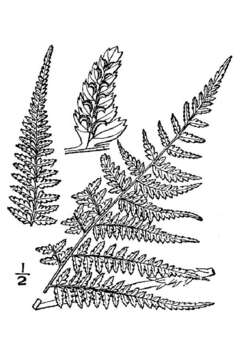 Image of Lady-fern