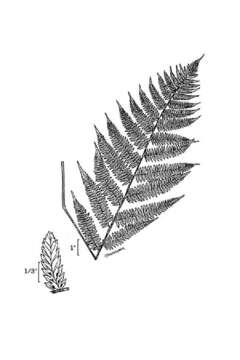 Image of Lady-fern