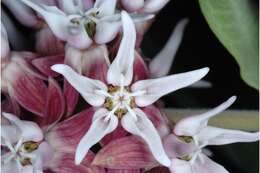 Image of showy milkweed