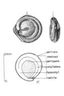 Image de Atriplex semibaccata R. Br.