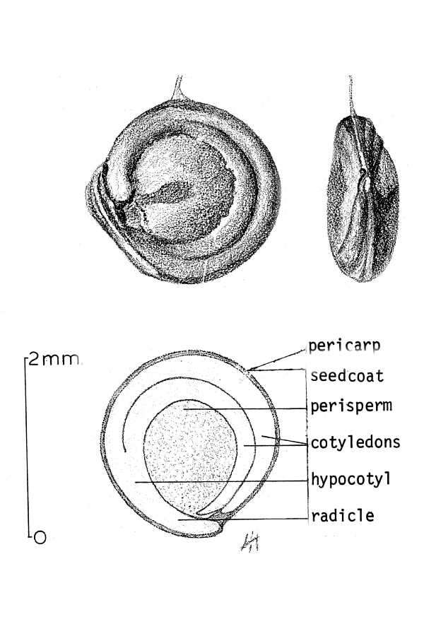 Image de Atriplex semibaccata R. Br.