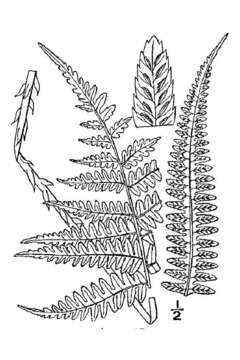 Image of silver false spleenwort