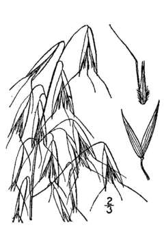 Image of wild oat