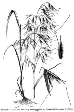 Image of wild oat