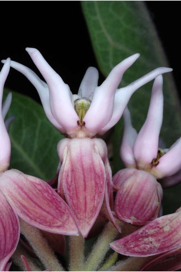 Image of showy milkweed