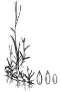 Image of broadleaf carpetgrass