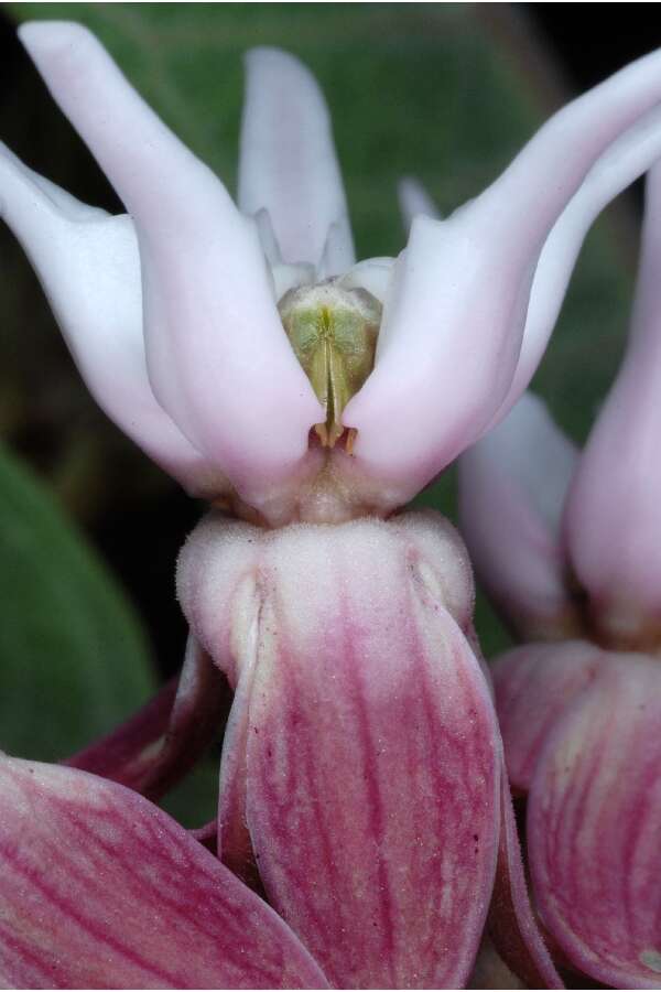 Image of showy milkweed