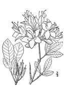 صورة Rhododendron calendulaceum (Michx.) Torr.