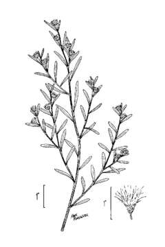 Слика од Baccharis angustifolia Michx.