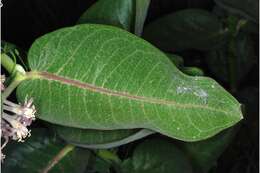 Image of showy milkweed