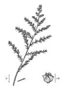 Image de Bassia hyssopifolia (Pall.) O. Kuntze