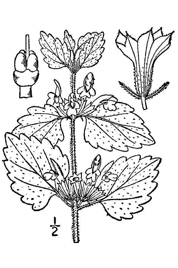 Image of black horehound