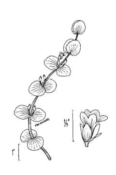 Image of disk waterhyssop