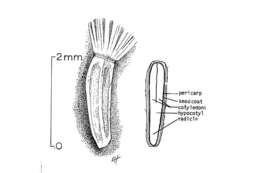 Image of Mule's-Fat