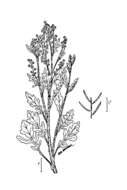 Слика од Barbarea vulgaris (L.) W. T. Aiton