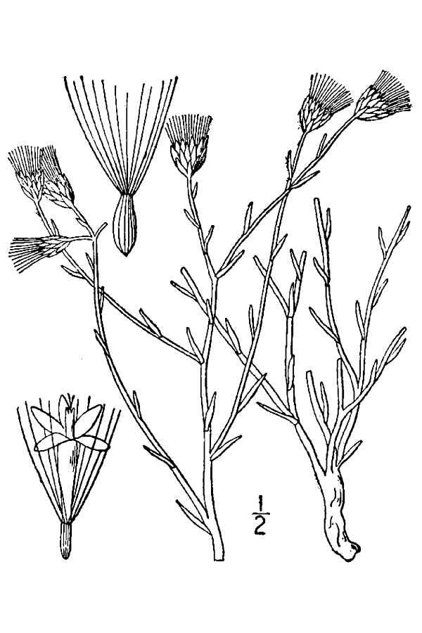 Image of Wright's baccharis