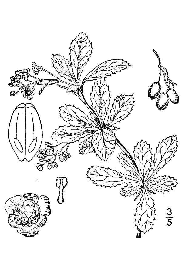 Image of American barberry