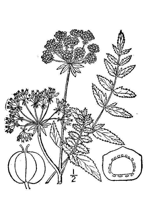 Image of waterparsnip