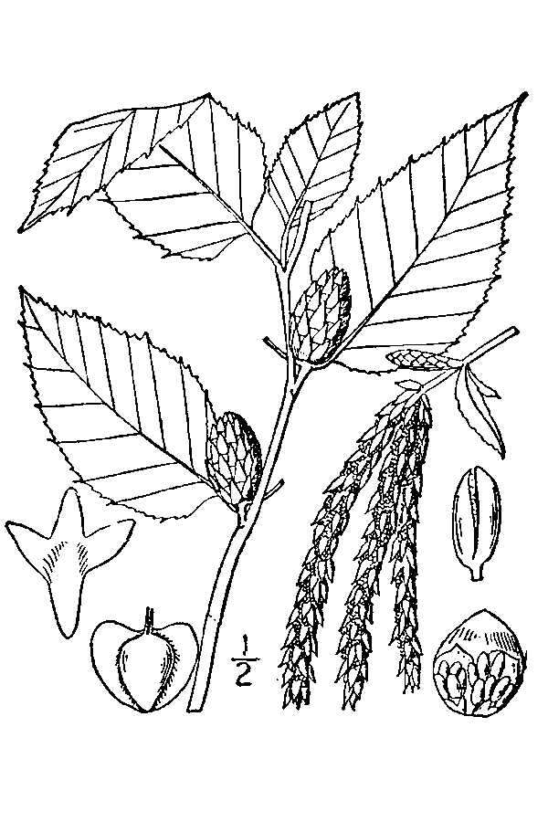 Image of Black birch