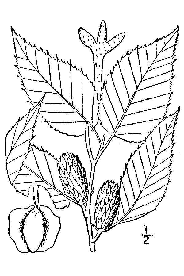 Image of yellow birch