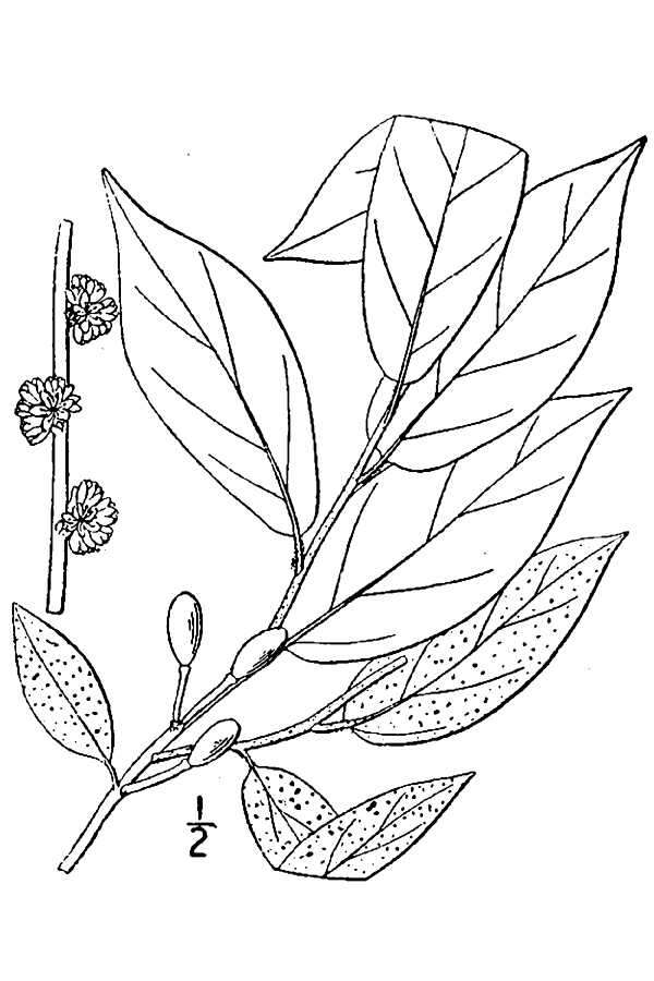 Image of southern spicebush