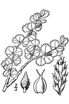 Image of Arctic dwarf birch